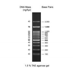 Discover DNA Ladder, 100-3,000bp, Ready to use DDL-003