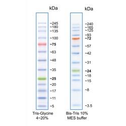 Flash Protein Ladder, 3.5-245 kDa FPL-008