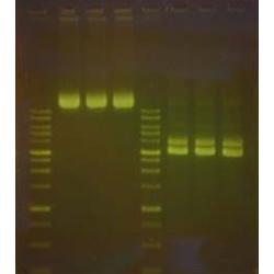 AMBER DNA Fluorescent DNA Stain AMD-1000