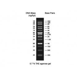 Discover DNA Ladder, 250-25,000bp, Ready to use DDL-013