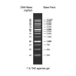 Discover DNA Ladder, 250-10,000bp, Ready to use DDL-010