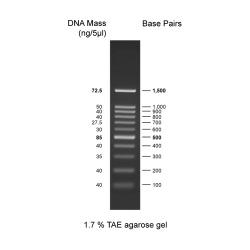 Discover DNA Ladder, 100-10,000bp, Ready to use DDL-011