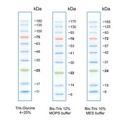 Flash Protein Ladder, 10-180 kDa FPL-006