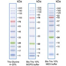 Flash Protein Ladder, 10-245 kDa FPL-007