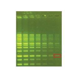 GREEN DNA Fluorescent DNA Stain, 10,000X Concentrate GMD-500