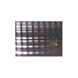 ProteinGOLD Fluorescent Total Protein Stain PG-0010