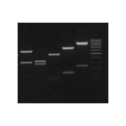 Agarose for gel electrophoresis, high strength - low EEO, 500g AGD500
